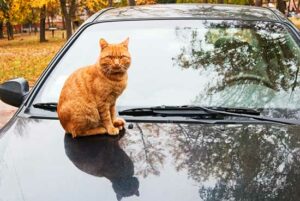Can cats leave scratch marks on cars